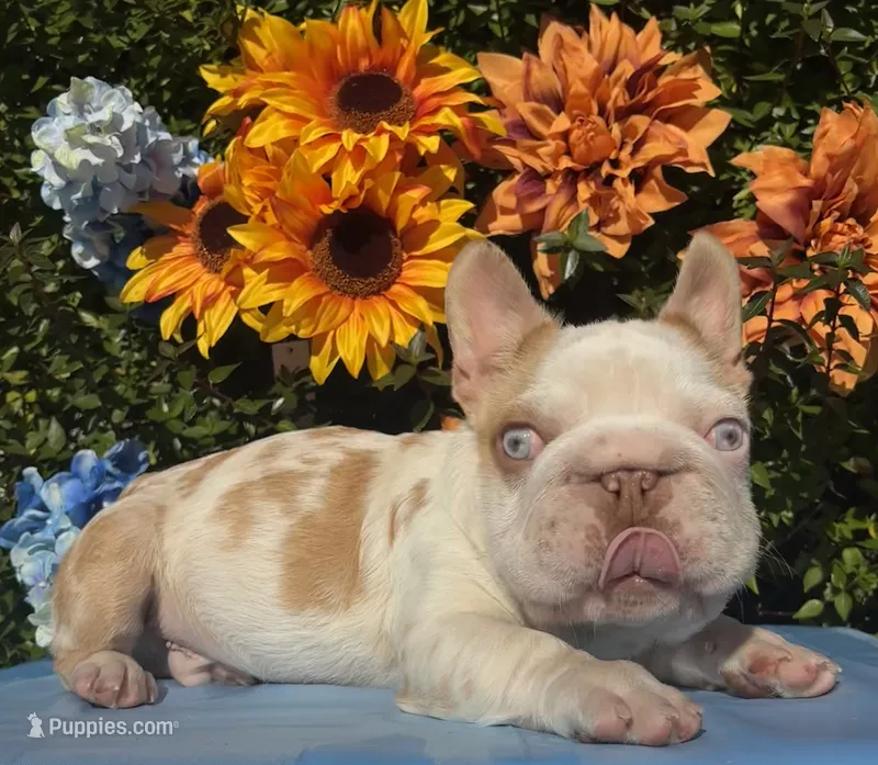 Quagmire  – French Bulldog puppy for sale in Raleigh, NC