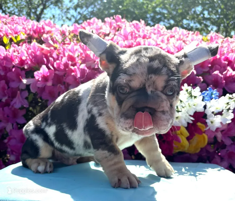 Rocco – French Bulldog puppy for sale in Raleigh, NC