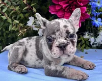 Kobe, a male French Bulldog for sale in Raleigh, NC – 5 of 8