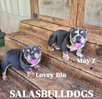 May-Zee, a female English Bulldog for sale in Raleigh, NC – 2 of 2