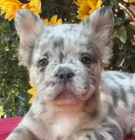 Helix, a male French Bulldog for sale in Raleigh, NC – 1 of 7