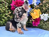 Onyx , a male French Bulldog for sale in Raleigh, NC – 5 of 8