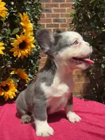 Riot , a male French Bulldog for sale in Raleigh, NC – 1 of 4