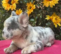 Helix, a male French Bulldog for sale in Raleigh, NC – 4 of 7