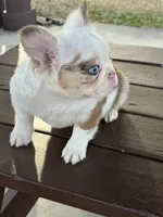 Picassa, a female French Bulldog for sale in Raleigh, NC – Photo 5 of 5