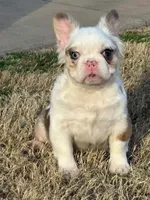 Picassa, a female French Bulldog for sale in Raleigh, NC – Photo 3 of 5