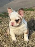 Picassa, a female French Bulldog for sale in Raleigh, NC – Photo 2 of 5