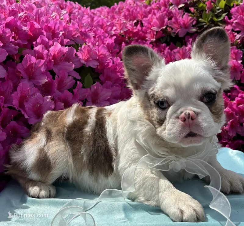 Picassa – French Bulldog puppy for sale in Raleigh, NC