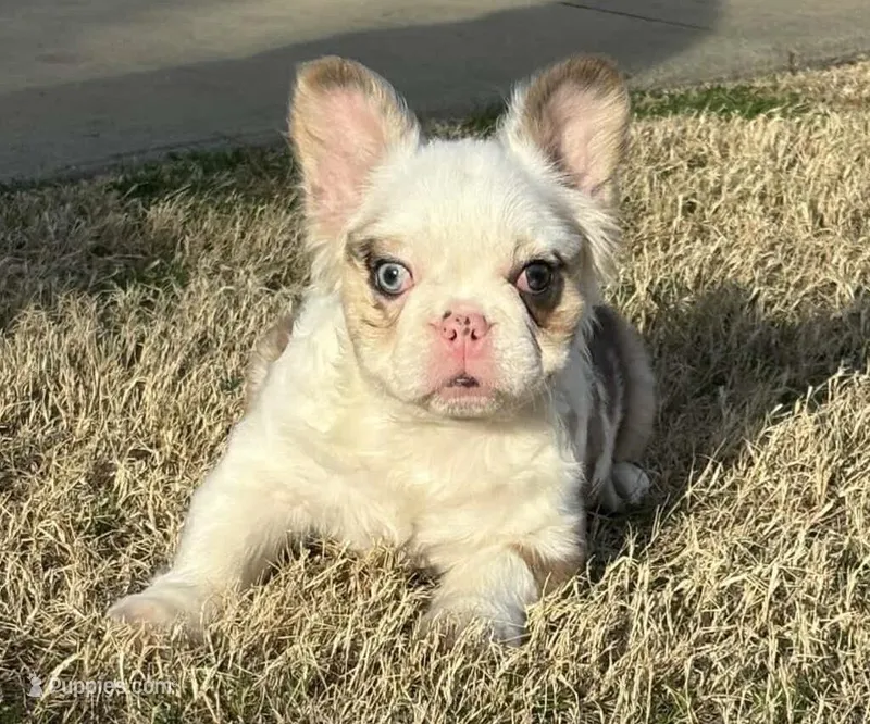 Picassa – French Bulldog puppy for sale in Raleigh, NC