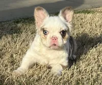 Picassa, a female French Bulldog for sale in Raleigh, NC – Photo 1 of 5