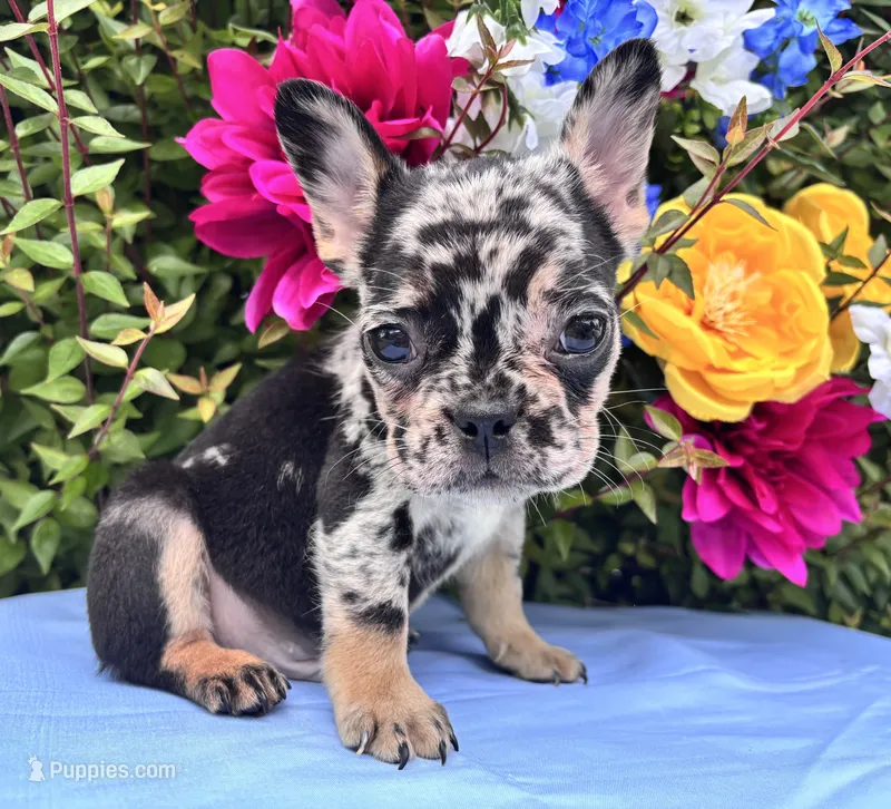 Onyx  – French Bulldog puppy for sale in Raleigh, NC