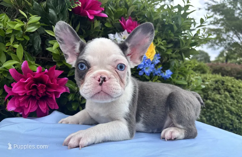 Subzero aka Zero  – French Bulldog puppy for sale in Raleigh, NC