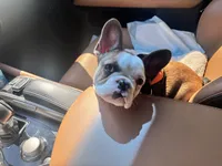 Charlotte , a female French Bulldog for sale in Raleigh, NC – 5 of 6