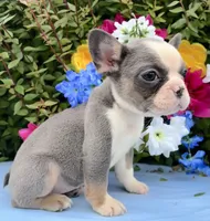 Sweetheart , a female French Bulldog for sale in Raleigh, NC – 2 of 5