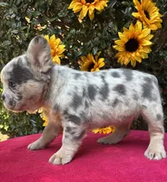Helix, a male French Bulldog for sale in Raleigh, NC – 5 of 7