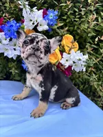 Onyx , a male French Bulldog for sale in Raleigh, NC – 8 of 8