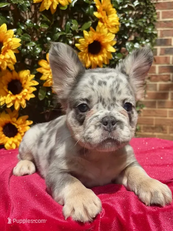 Kadee – French Bulldog puppy for sale in Raleigh, NC