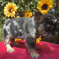 Susie Q, a female French Bulldog for sale in Raleigh, NC – 3 of 7