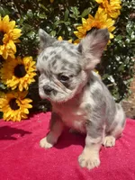 Kadee, a female French Bulldog for sale in Raleigh, NC – 6 of 6