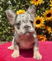 Kadee, a female French Bulldog for sale in Raleigh, NC – 2 of 6