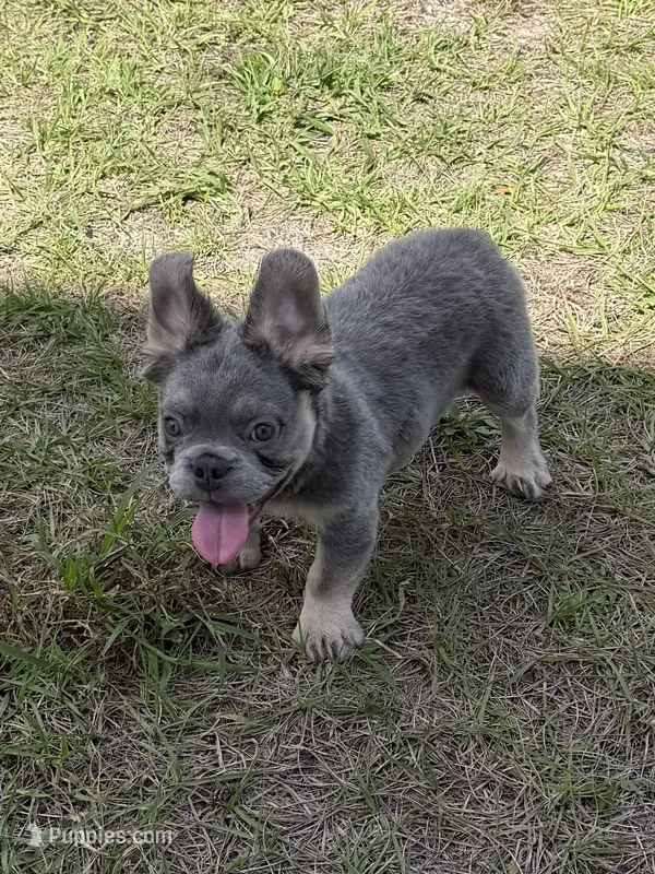 Rain – French Bulldog puppy for sale in Raleigh, NC