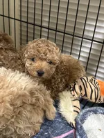 Dark Apricot Girl , a female Poodle - Miniature  for sale in Raleigh, NC – 1 of 7