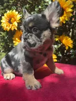 Susie Q, a female French Bulldog for sale in Raleigh, NC – 4 of 7