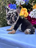 Onyx , a male French Bulldog for sale in Raleigh, NC – 4 of 8