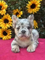 Helix, a male French Bulldog for sale in Raleigh, NC – 3 of 7