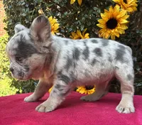 Helix, a male French Bulldog for sale in Raleigh, NC – 6 of 7