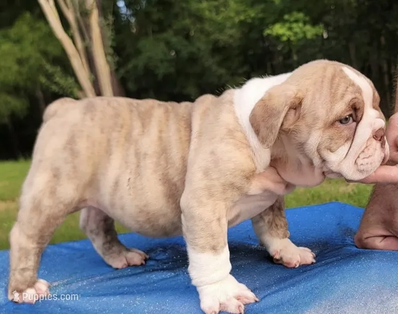 Tank  – English Bulldog puppy for sale in Raleigh, NC