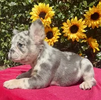 Kadee, a female French Bulldog for sale in Raleigh, NC – 3 of 6
