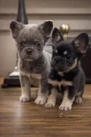 Frizzly, a male French Bulldog for sale in Raleigh, NC – Photo 3 of 3