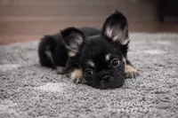 Frizzly, a male French Bulldog for sale in Raleigh, NC – Photo 1 of 3