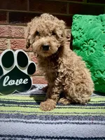 Dark Apricot Girl , a female Poodle - Miniature  for sale in Raleigh, NC – 5 of 7