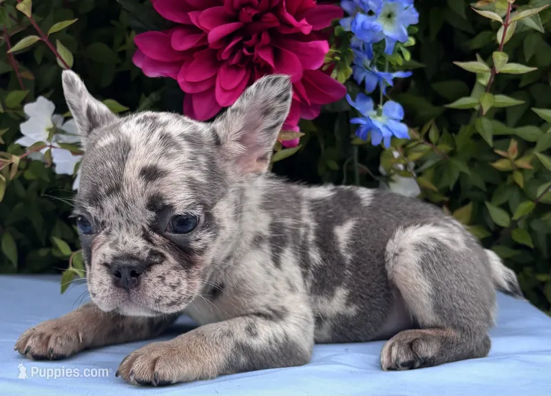 Kobe – French Bulldog puppy for sale in Raleigh, NC