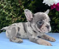Kobe, a male French Bulldog for sale in Raleigh, NC – 2 of 8