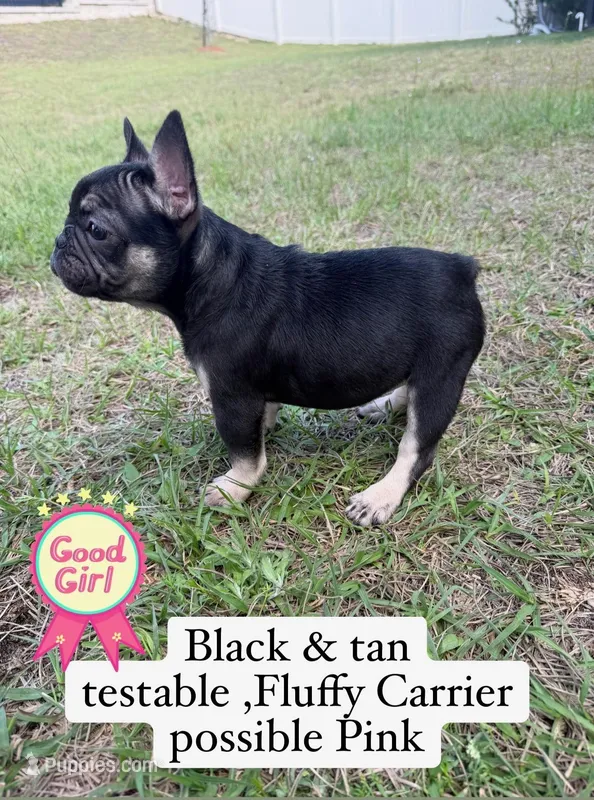 Prissy – French Bulldog puppy for sale in Raleigh, NC