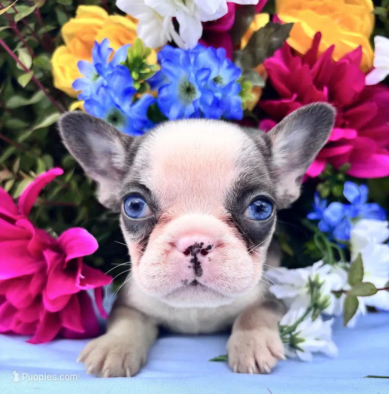 TinyTwin – French Bulldog puppy for sale in Raleigh, NC