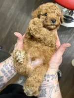 Dark Apricot Girl , a female Poodle - Miniature  for sale in Raleigh, NC – 2 of 7