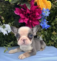 TinyTwin, a female French Bulldog for sale in Raleigh, NC – 2 of 5
