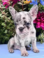 Kobe, a male French Bulldog for sale in Raleigh, NC – 6 of 8