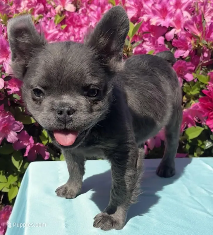 Slater Blue  – French Bulldog puppy for sale in Raleigh, NC