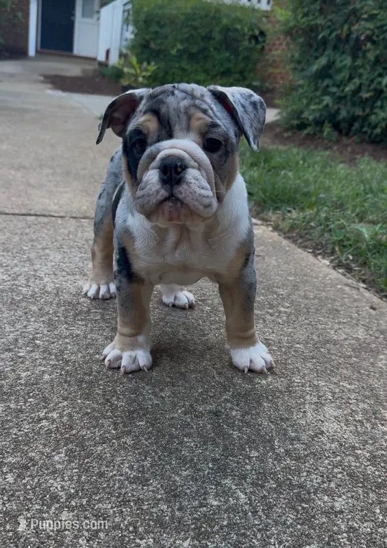 Maya Metoo – English Bulldog puppy for sale in Raleigh, NC