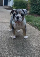 Maya Metoo, a female English Bulldog for sale in Raleigh, NC – 1 of 1