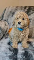 Light Apricot Boy , a male Poodle - Miniature  for sale in Raleigh, NC – 3 of 9