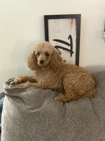 Dark Apricot Girl , a female Poodle - Miniature  for sale in Raleigh, NC – 7 of 7