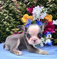 TinyTwin, a female French Bulldog for sale in Raleigh, NC – 5 of 5