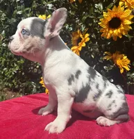 Bonnie Blue, a female French Bulldog for sale in Raleigh, NC – 2 of 4