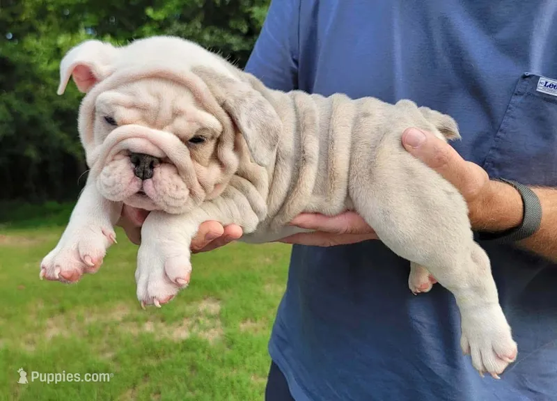 Halo – English Bulldog puppy for sale in Raleigh, NC